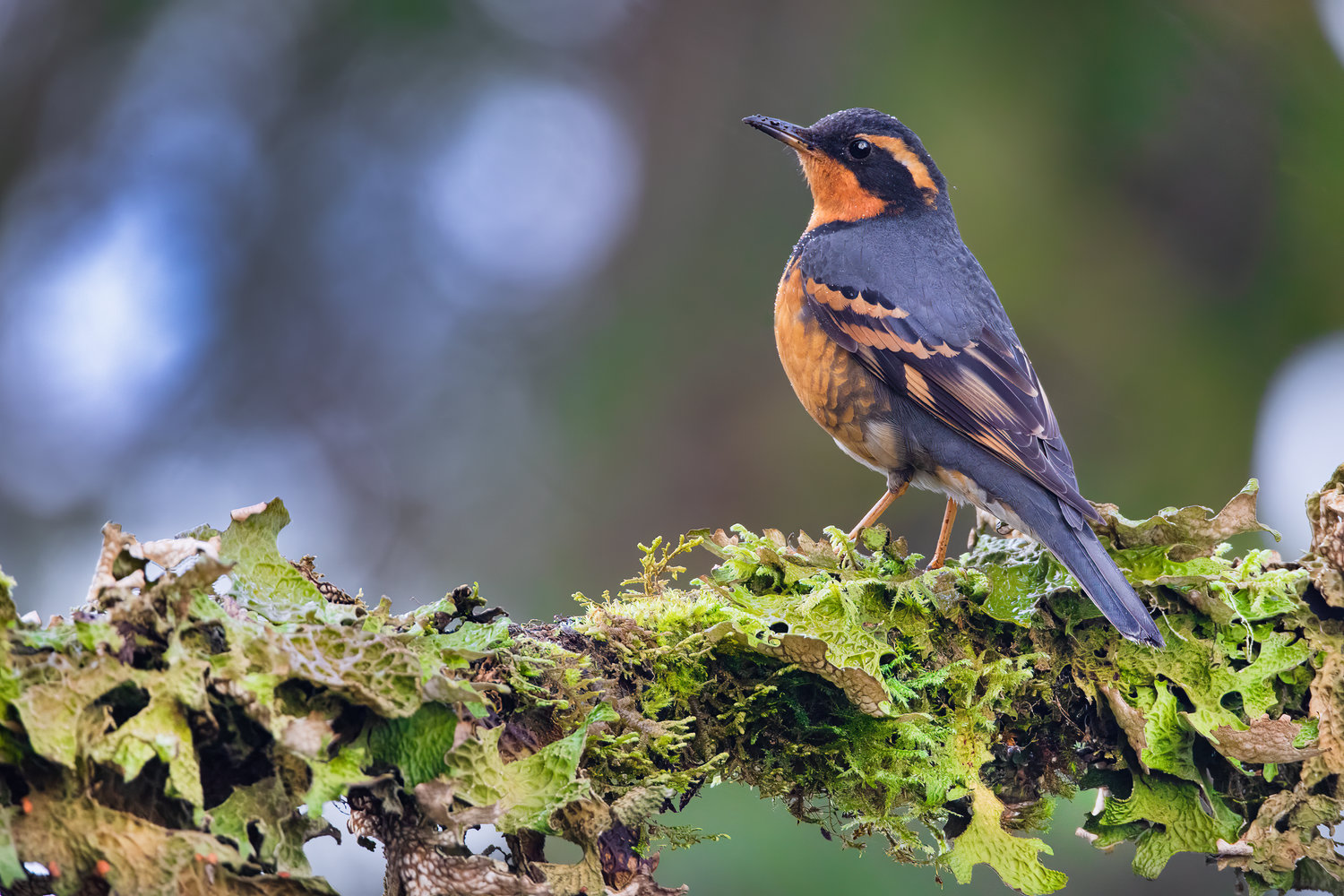 This is the Varied Thrush.